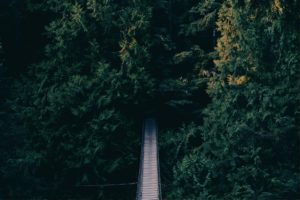 A narrow wooden bridge leading into dense dark green forest.