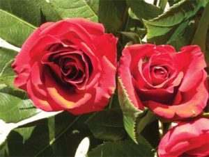 Close-up of vibrant red roses blooming with green leaves.