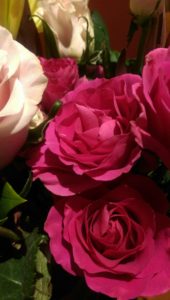 Close-up of vibrant pink and white roses with lush green leaves.